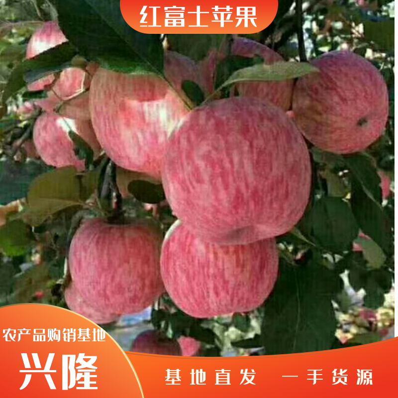 【万亩基地直发】红富士苹果果园看货品质保障商超品质