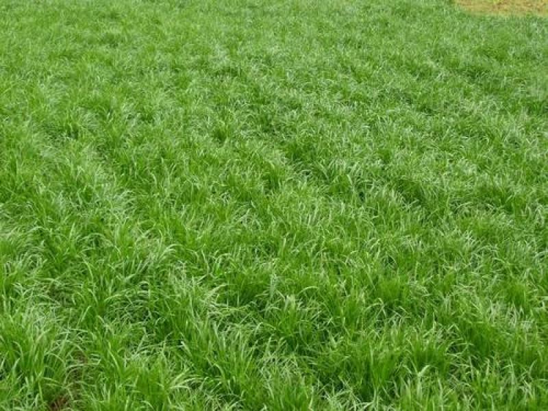 牧草种子多年生黑麦草种子耐寒冬牧70种子养牛羊鸡鹅鱼