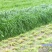 牧草种子多年生黑麦草种子耐寒冬牧70种子养牛羊鸡鹅鱼