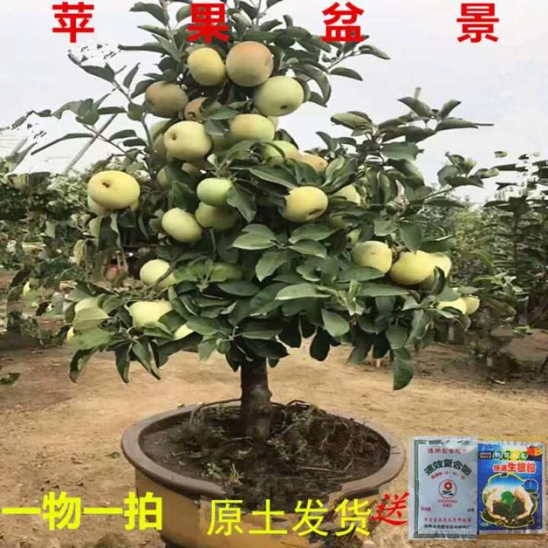 苹果树苗盆栽地栽果苗矮化果树盆景室内外南北种植当年结果苹