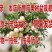 苹果树苗盆栽地栽果苗矮化果树盆景室内外南北种植当年结果苹