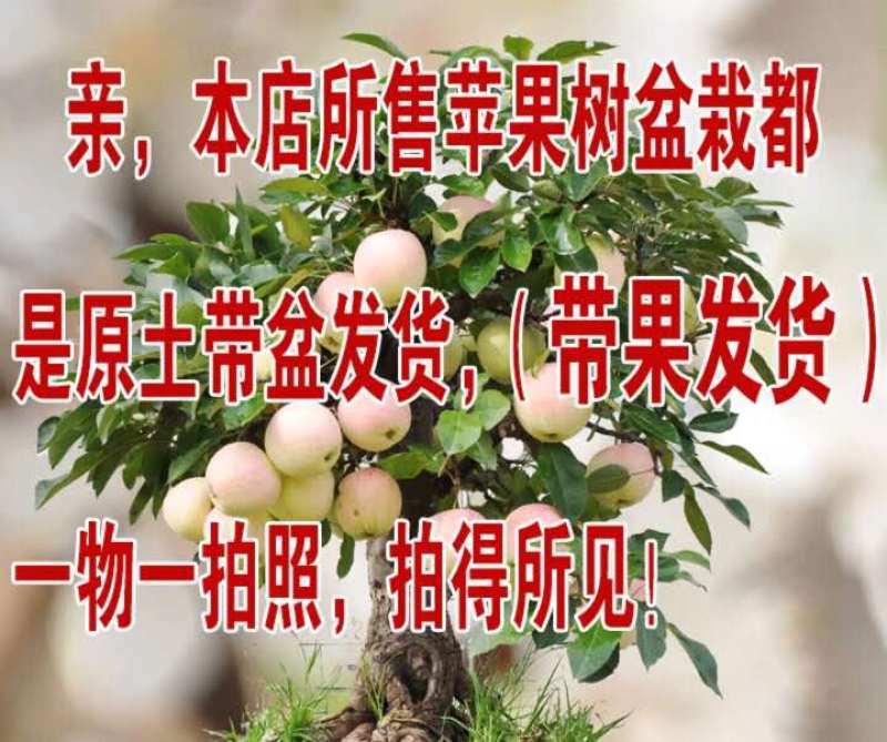 苹果树苗盆栽地栽果苗矮化果树盆景室内外南北种植当年结果苹