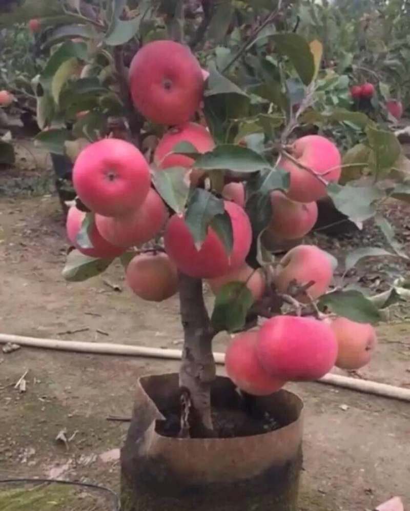 苹果树苗盆栽地栽果苗矮化果树盆景室内外南北种植当年结果苹