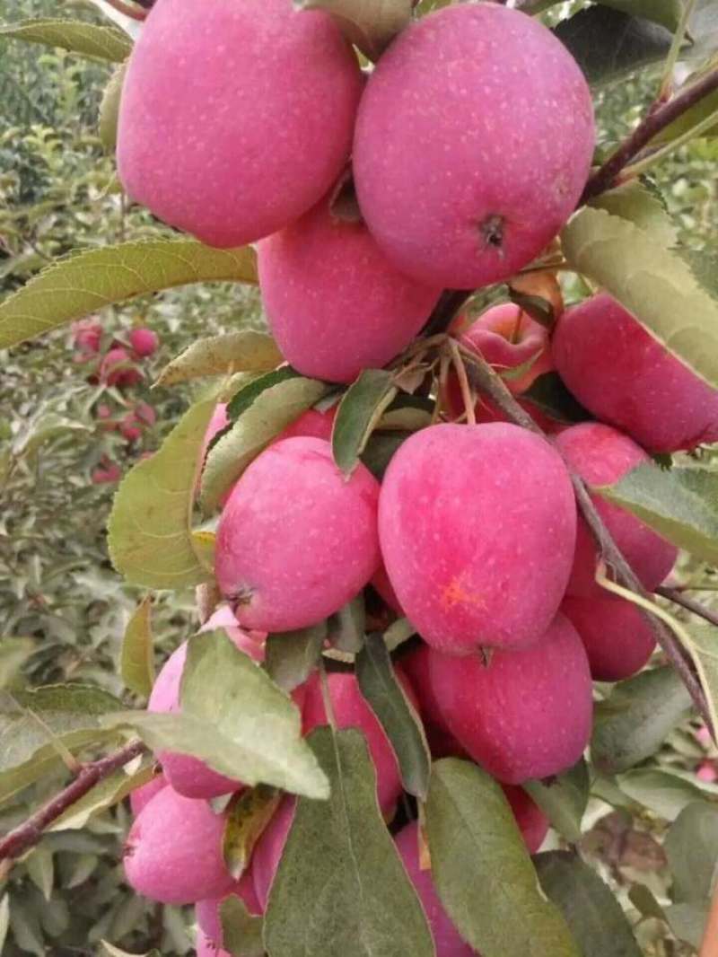 苹果树苗盆栽地栽果苗矮化果树盆景室内外南北种植当年结果苹