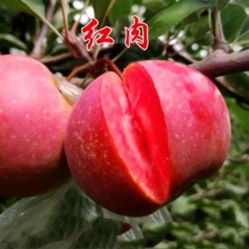 苹果树苗盆栽地栽果苗矮化果树盆景室内外南北种植当年结果苹