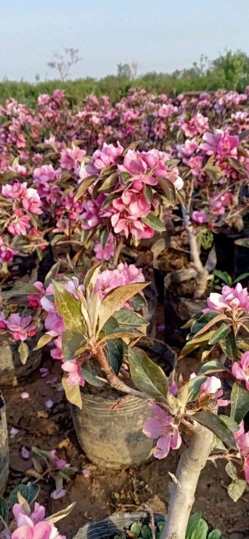 苹果树苗盆栽地栽果苗矮化果树盆景室内外南北种植当年结果苹
