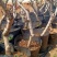 苹果树苗盆栽地栽果苗矮化果树盆景室内外南北种植当年结果苹