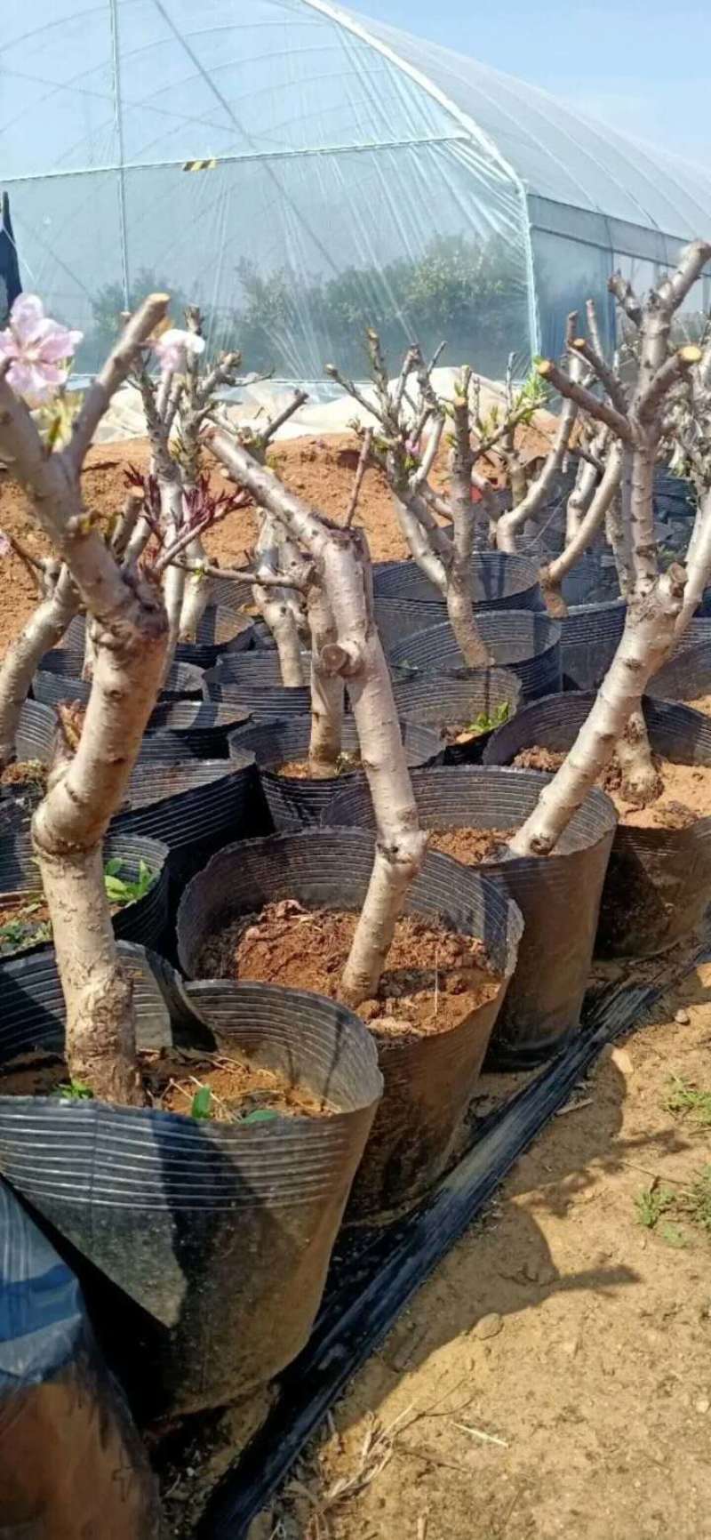 苹果树苗盆栽地栽果苗矮化果树盆景室内外南北种植当年结果苹