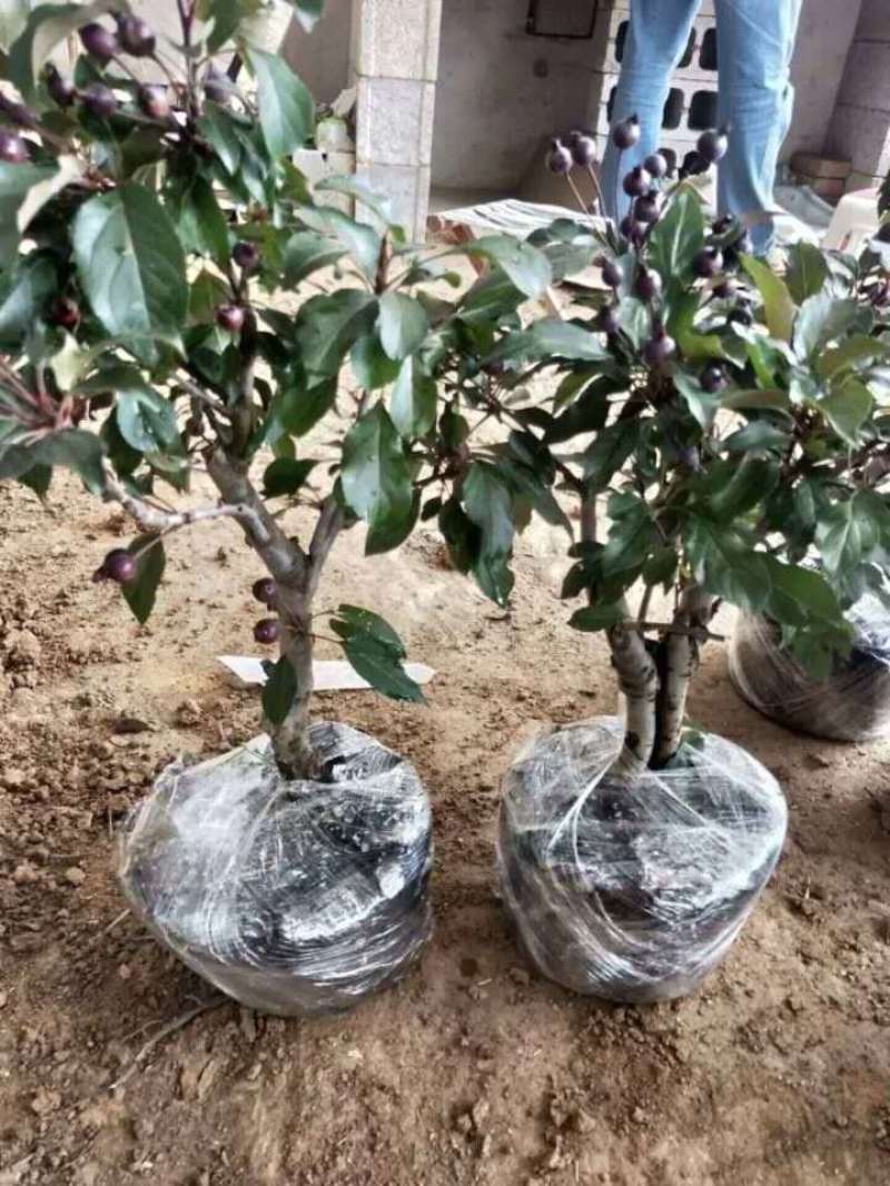 苹果树苗盆栽地栽果苗矮化果树盆景室内外南北种植当年结果苹