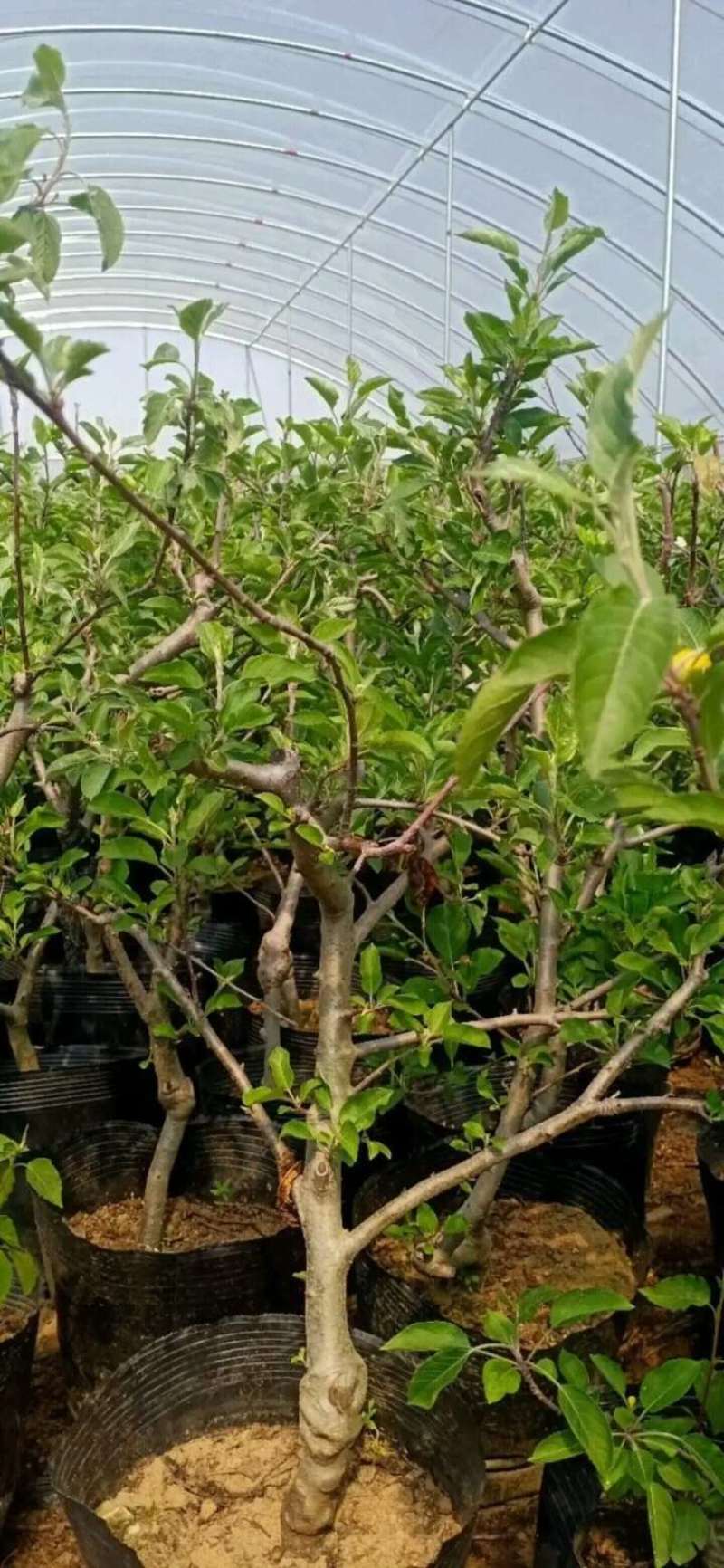 苹果树苗盆栽地栽果苗矮化果树盆景室内外南北种植当年结果苹