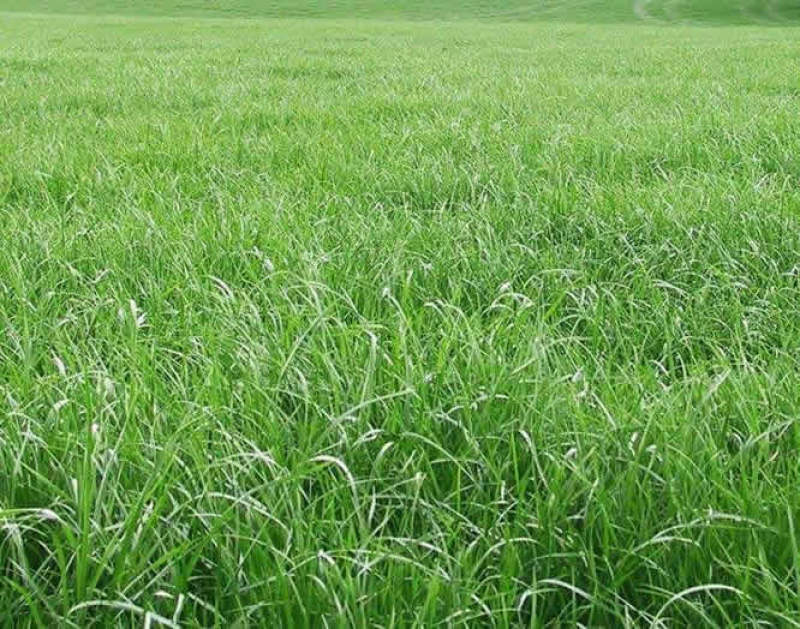 牧草种子多年生黑麦草种子耐寒冬牧70种子养牛羊鸡鹅鱼