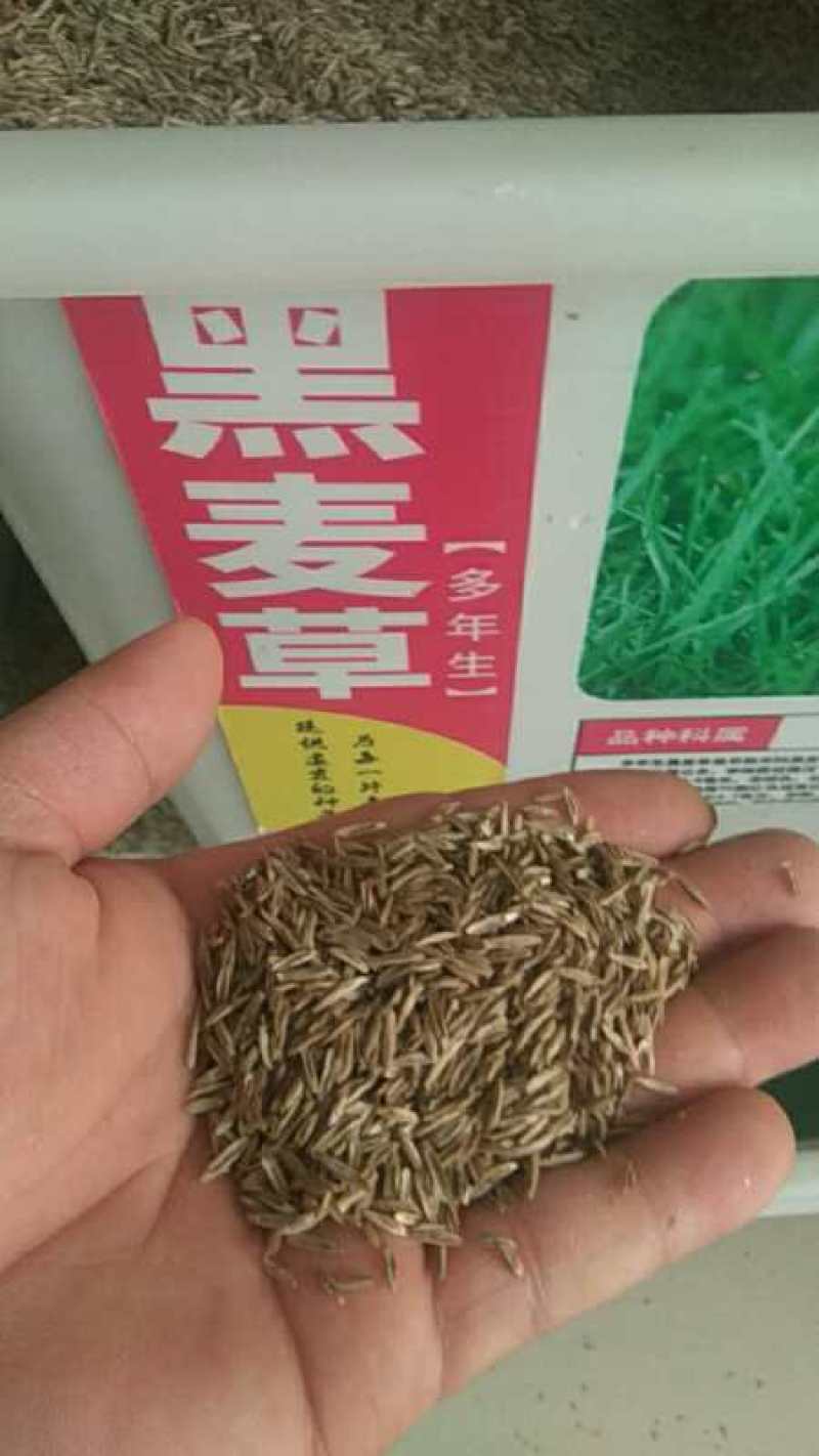 牧草种子多年生黑麦草种子耐寒冬牧70种子养牛羊鸡鹅鱼