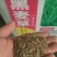 牧草种子多年生黑麦草种子耐寒冬牧70种子养牛羊鸡鹅鱼