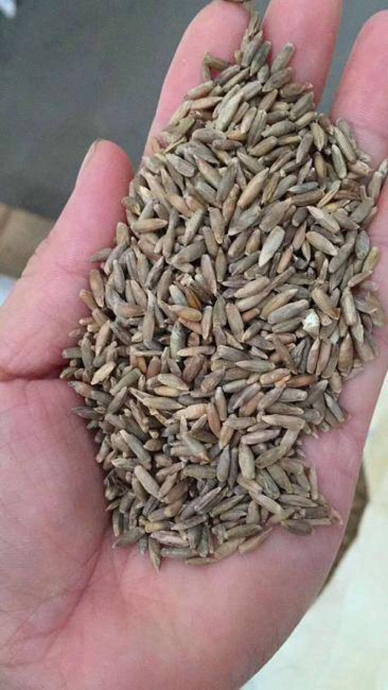 牧草种子多年生黑麦草种子耐寒冬牧70种子养牛羊鸡鹅鱼