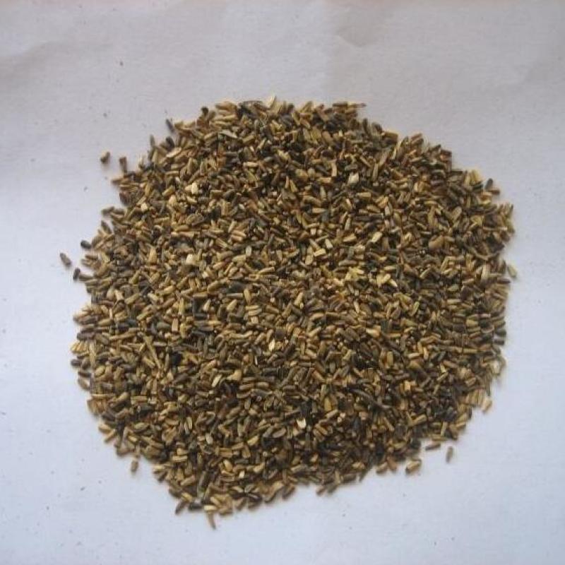 菊苣种籽多年生牧草种子猪牛鱼鸡鸭鹅爱吃的养殖四季牧草