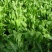 菊苣种籽多年生牧草种子猪牛鱼鸡鸭鹅爱吃的养殖四季牧草