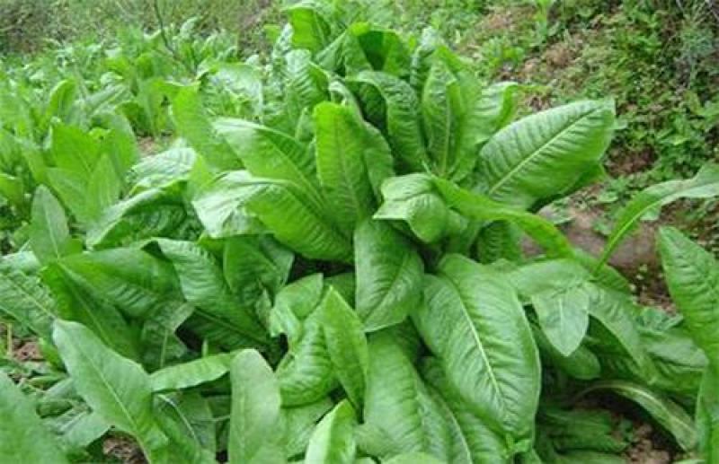 菊苣种籽多年生牧草种子猪牛鱼鸡鸭鹅爱吃的养殖四季牧草