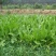 菊苣种籽多年生牧草种子猪牛鱼鸡鸭鹅爱吃的养殖四季牧草