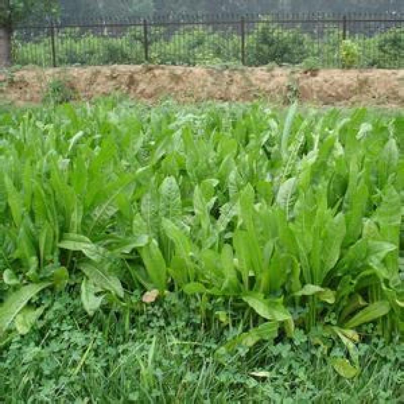 菊苣种籽多年生牧草种子猪牛鱼鸡鸭鹅爱吃的养殖四季牧草