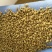 菊苣种籽多年生牧草种子猪牛鱼鸡鸭鹅爱吃的养殖四季牧草