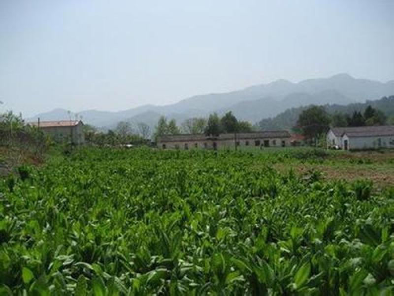 菊苣种籽多年生牧草种子猪牛鱼鸡鸭鹅爱吃的养殖四季牧草
