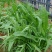 牧草种子多年生牧草苦荬菜鹅菜草籽鸡鸭鹅家禽饲料草