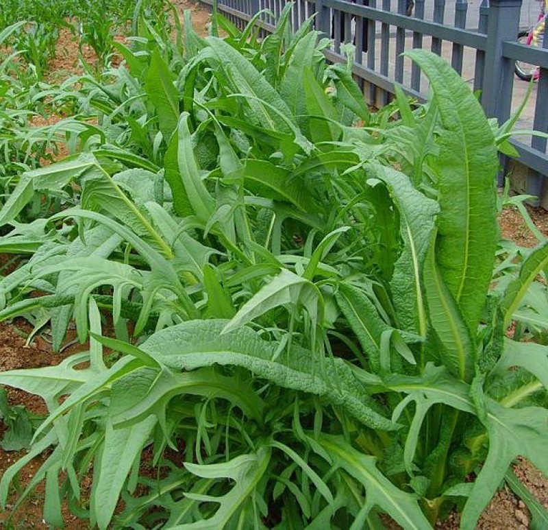 牧草种子多年生牧草苦荬菜鹅菜草籽鸡鸭鹅家禽饲料草