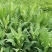 牧草种子多年生牧草苦荬菜鹅菜草籽鸡鸭鹅家禽饲料草