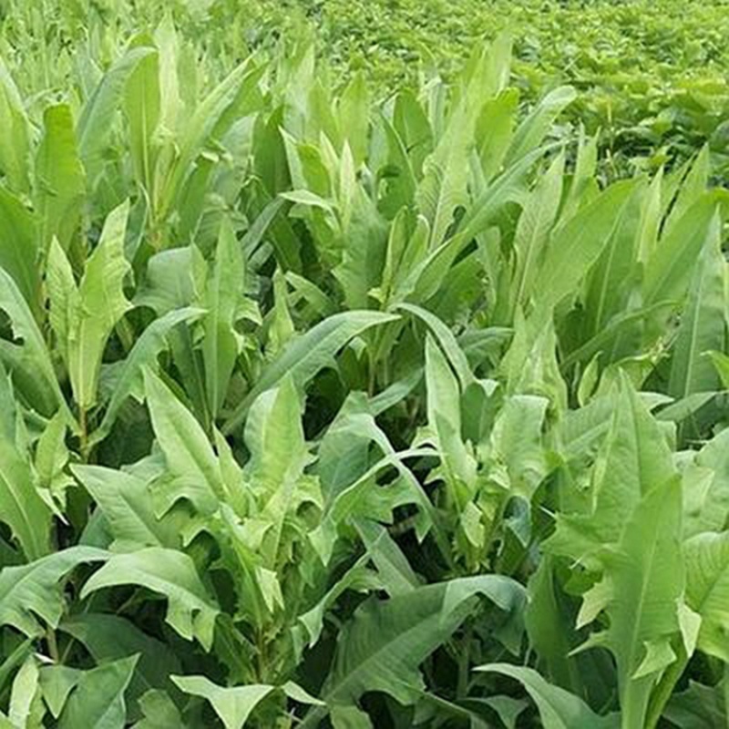 牧草种子多年生牧草苦荬菜鹅菜草籽鸡鸭鹅家禽饲料草