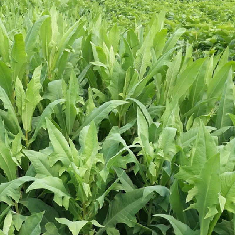 牧草种子多年生牧草苦荬菜鹅菜草籽鸡鸭鹅家禽饲料草