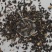 牧草种子多年生牧草苦荬菜鹅菜草籽鸡鸭鹅家禽饲料草