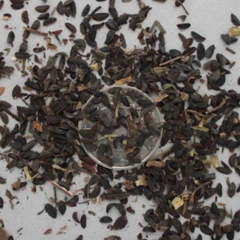 牧草种子多年生牧草苦荬菜鹅菜草籽鸡鸭鹅家禽饲料草