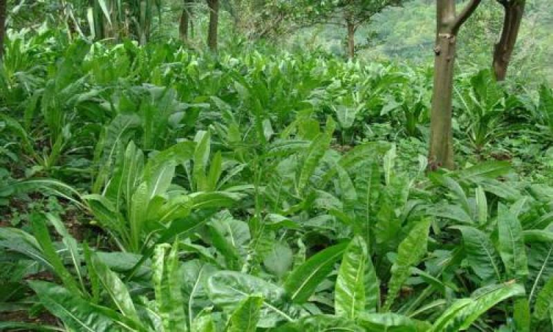 鲁梅克斯种子多年生四季牧草种子喂养鸡鸭鹅猪亩用量3斤