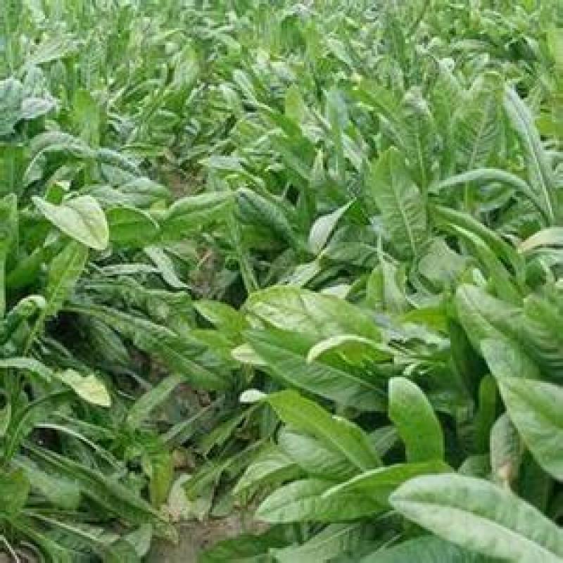 鲁梅克斯种子多年生四季牧草种子喂养鸡鸭鹅猪亩用量3斤