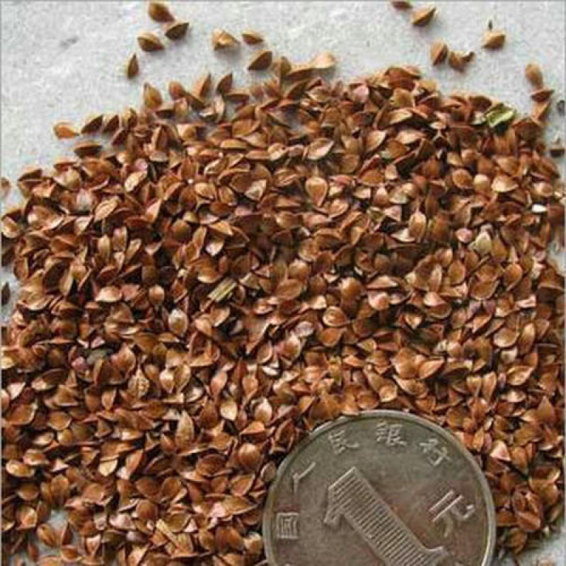 鲁梅克斯种子多年生四季牧草种子喂养鸡鸭鹅猪亩用量3斤