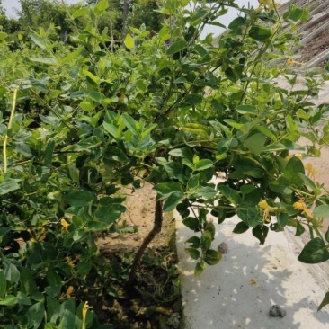 签订合同优质四季金银花苗产量高新品种密植品种