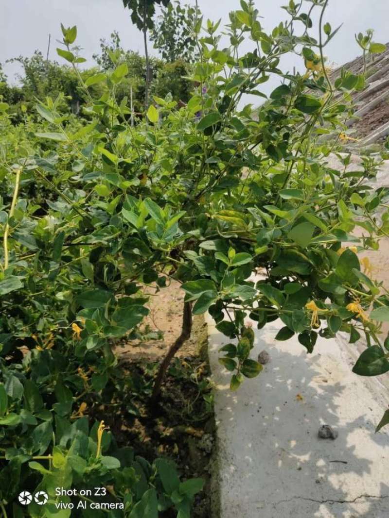 签订合同优质四季金银花苗产量高新品种密植品种