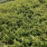 签订合同优质四季金银花苗产量高新品种密植品种