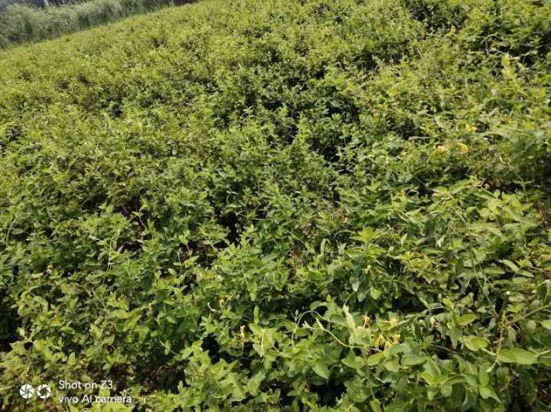 签订合同优质四季金银花苗产量高新品种密植品种