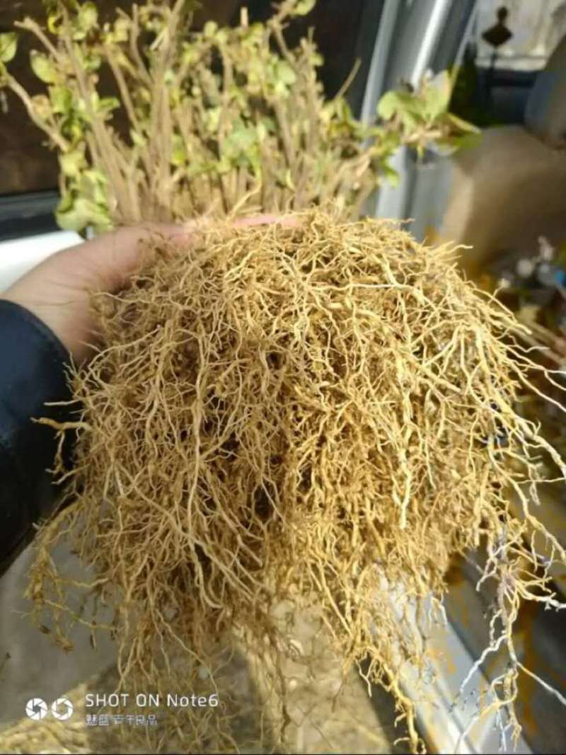 签订合同优质四季金银花苗产量高新品种密植品种