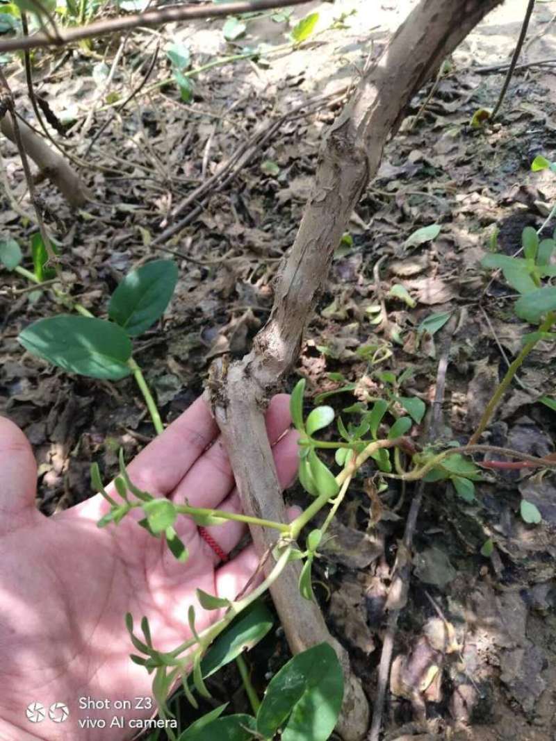签订合同优质四季金银花苗产量高新品种密植品种