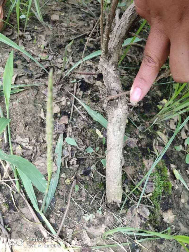 签订合同优质四季金银花苗产量高新品种密植品种