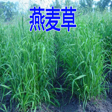 优质牧草种子南北方种植带壳燕麦种子皮燕麦种子亩用量20斤