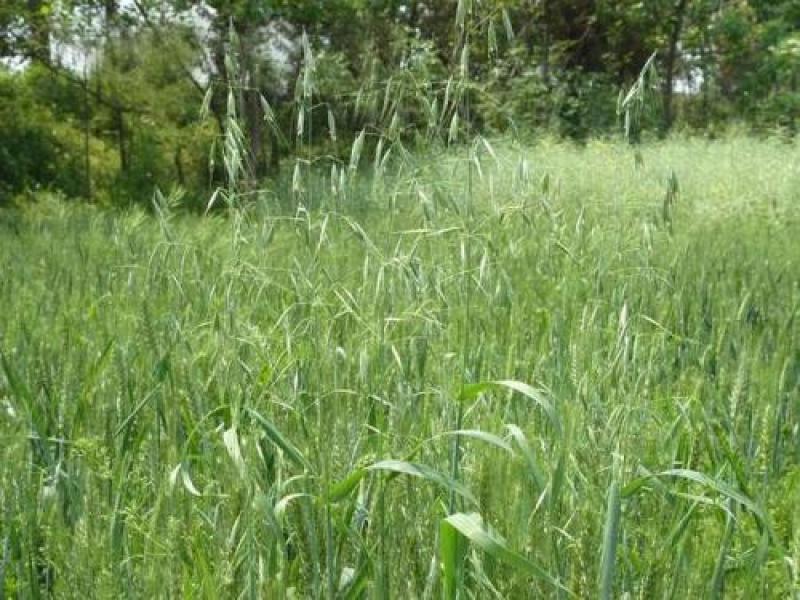优质牧草种子南北方种植带壳燕麦种子皮燕麦种子亩用量20斤