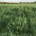 优质牧草种子南北方种植带壳燕麦种子皮燕麦种子亩用量20斤