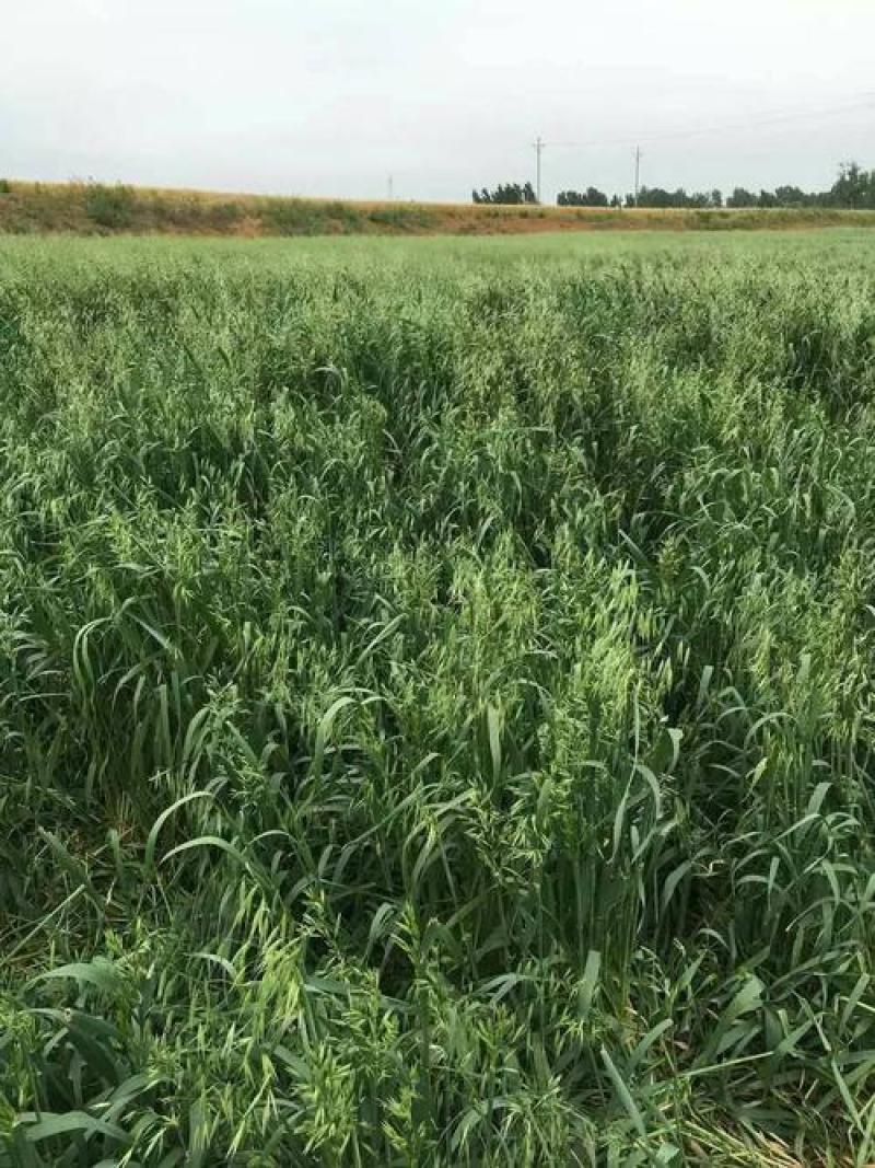 优质牧草种子南北方种植带壳燕麦种子皮燕麦种子亩用量20斤