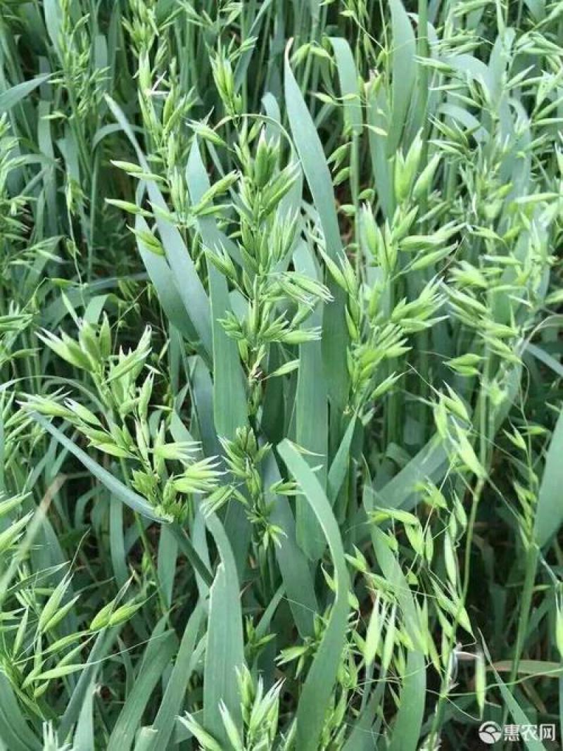 优质牧草种子南北方种植带壳燕麦种子皮燕麦种子亩用量20斤
