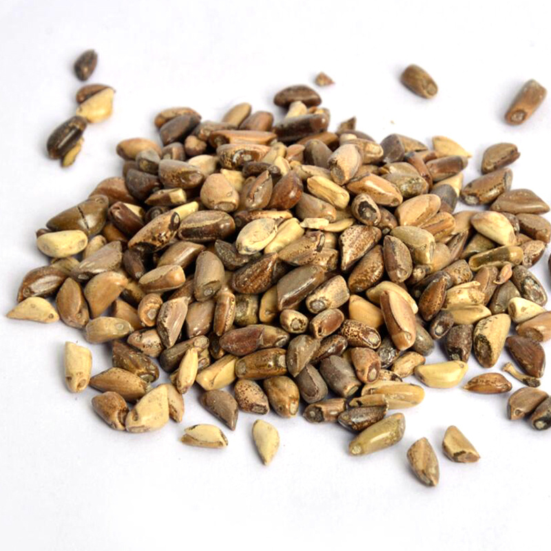 墨西哥玉米草种子高产牧草种子猪马牛羊鱼饲料亩用量5斤