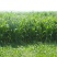 墨西哥玉米草种子高产牧草种子猪马牛羊鱼饲料亩用量5斤