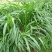 墨西哥玉米草种子高产牧草种子猪马牛羊鱼饲料亩用量5斤
